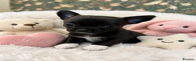 Chihuahua Puppy 1
