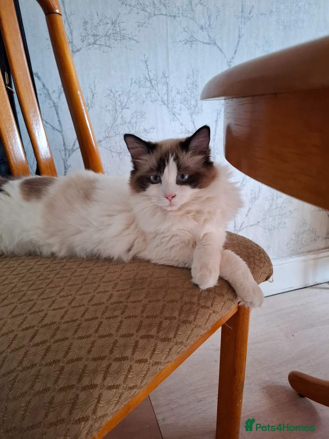 Ragdoll cats for sale: Female Ragdoll - Advert 2