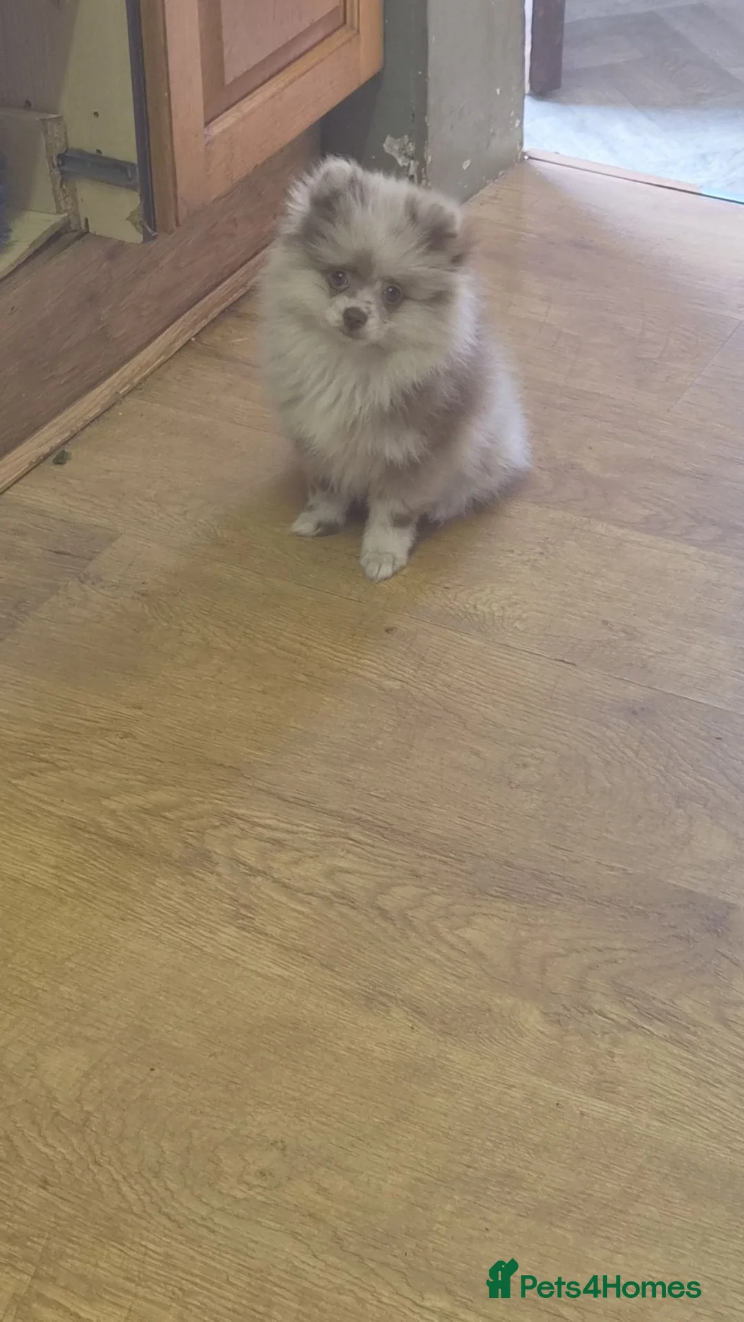 Pomeranian dogs for sale: Chocolate Tri-colour Merle Pomeranian - Advert 20
