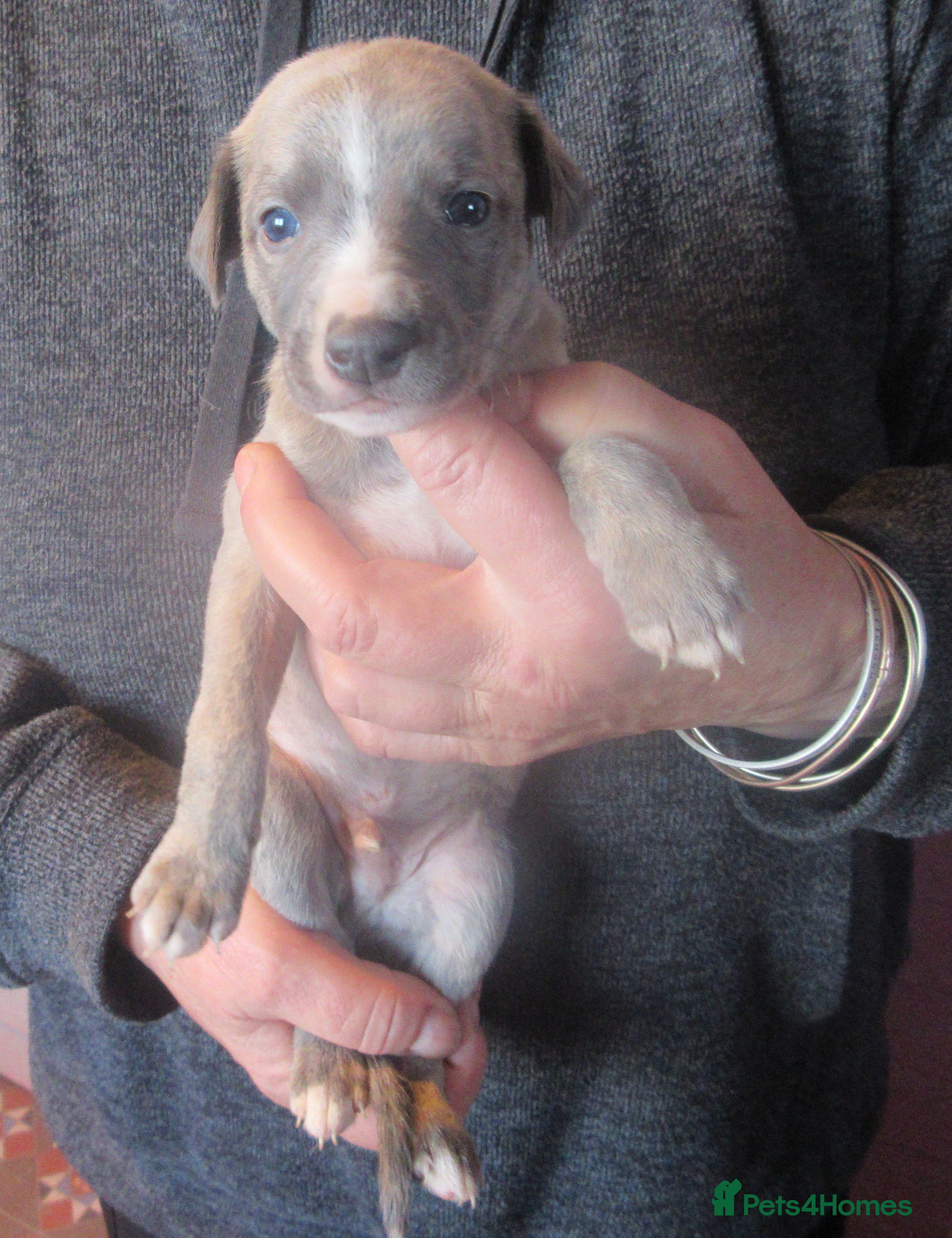 Whippet dogs KC DNA health tested, show quality Whippets - Advert 5