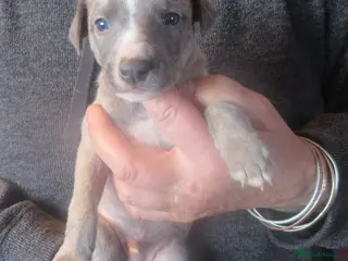 Whippet dogs KC DNA health tested, show quality Whippets - Advert 16