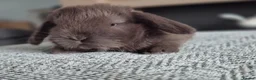 Mini Lop rabbits for sale: Beautifull  mini lops - Advert 9