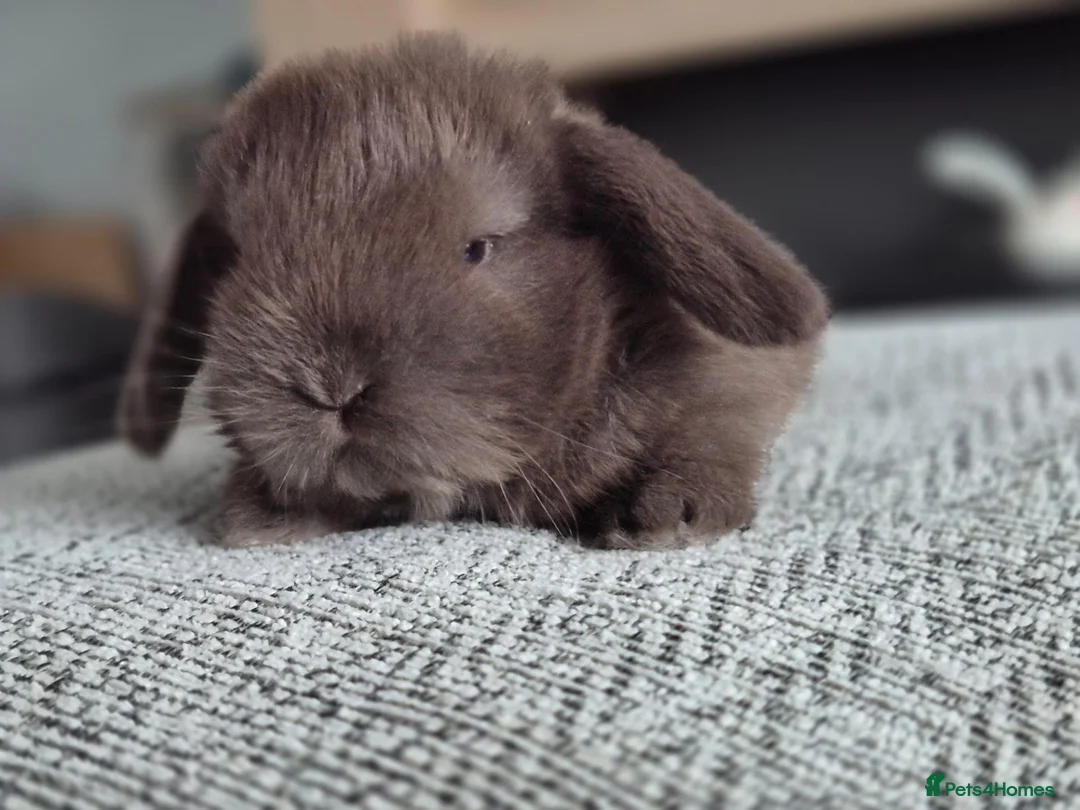 Mini Lop rabbits for sale: Beautifull  mini lops - Advert 9