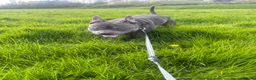Mixed Breed dogs for sale: Bowser – 3-year-old Staffy x pocket bully - Advert 2