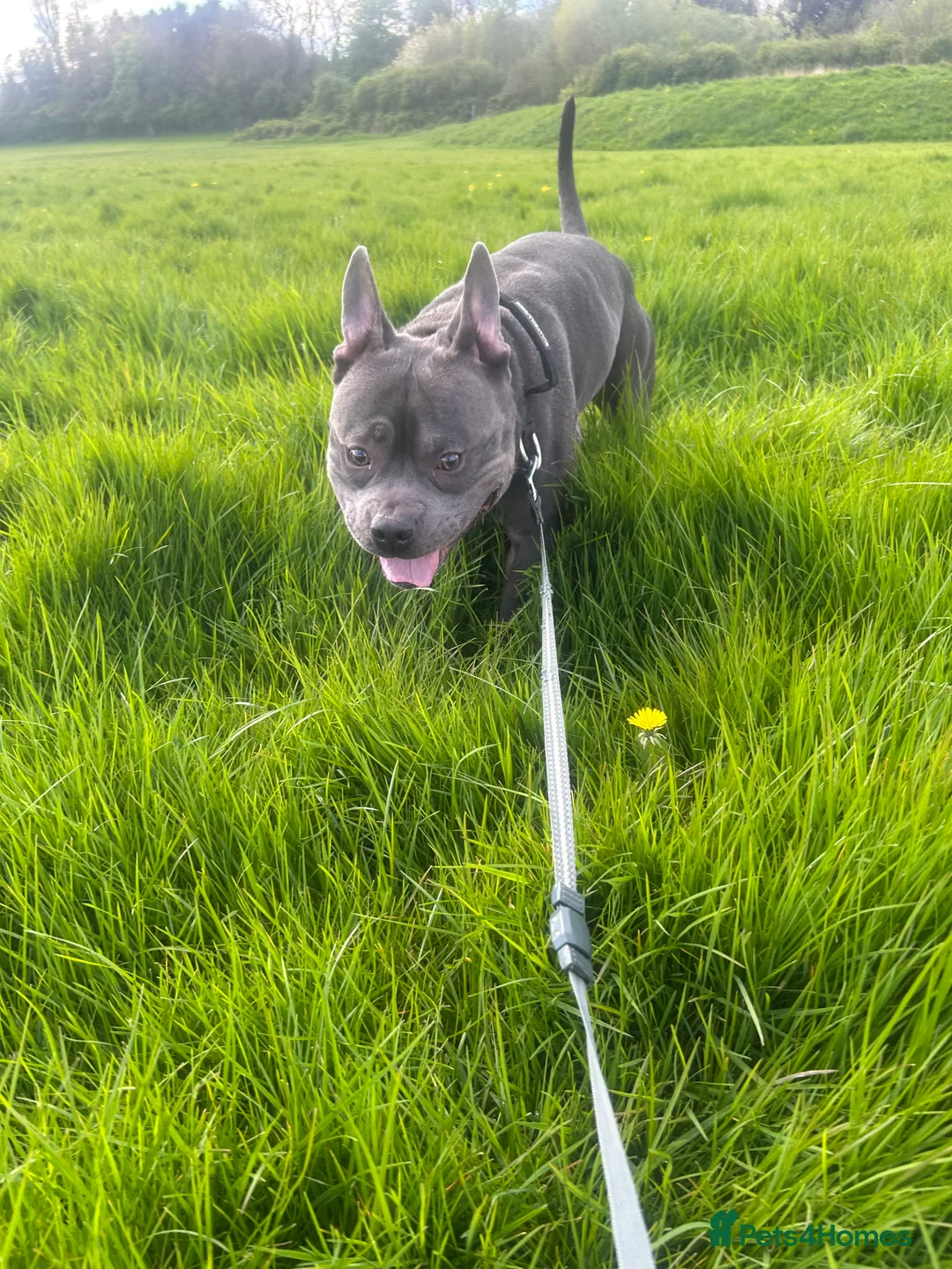 Mixed Breed dogs for sale: Bowser – 3-year-old Staffy x pocket bully - Advert 2