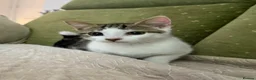 Mixed Breed cats for sale: Mixed breed Kittens - Advert 4