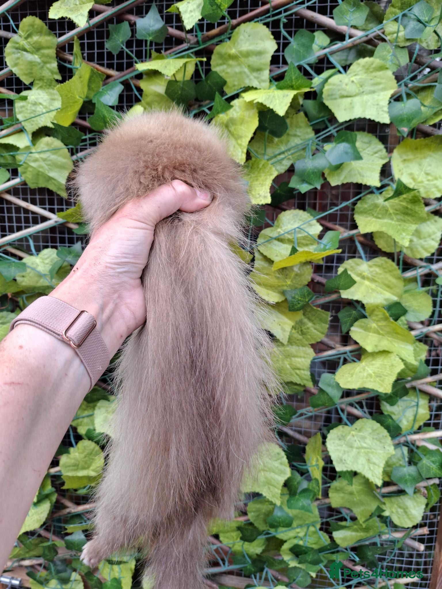 Ferret rodents Full and semi pedigree champagne angora hobs  - Advert 2