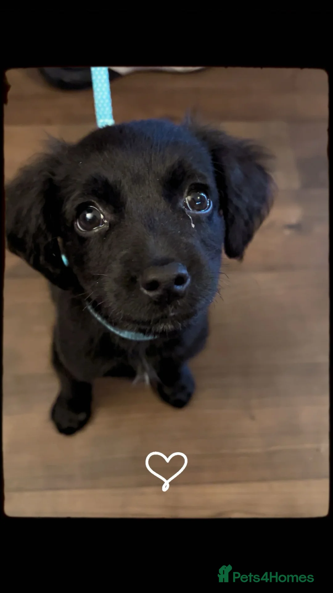 Mixed Breed dogs for sale: Koda  - Advert 2