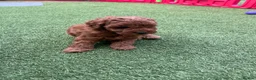 Labradoodle dogs for sale: Red miniature multi gen labradoodles - Advert 3