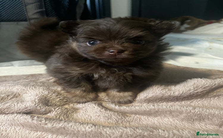 Pomeranian dogs - Advert 6