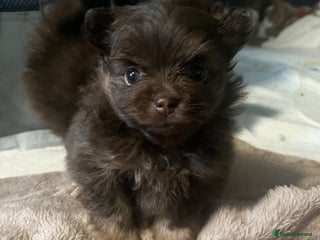 Pomeranian dogs - Advert 24