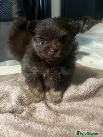 Pomeranian dogs - Advert 1