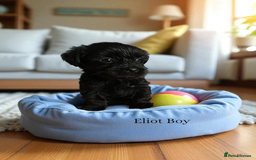 Yorkshire Terrier dogs for sale: Yorkshire Terrier Puppies Ready Now - Image 18