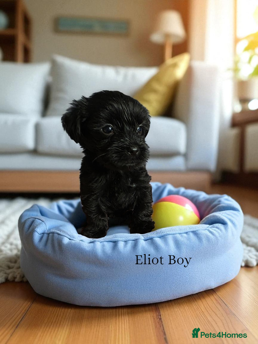 Yorkshire Terrier dogs for sale: Yorkshire Terrier Puppies Ready Now - Image 18