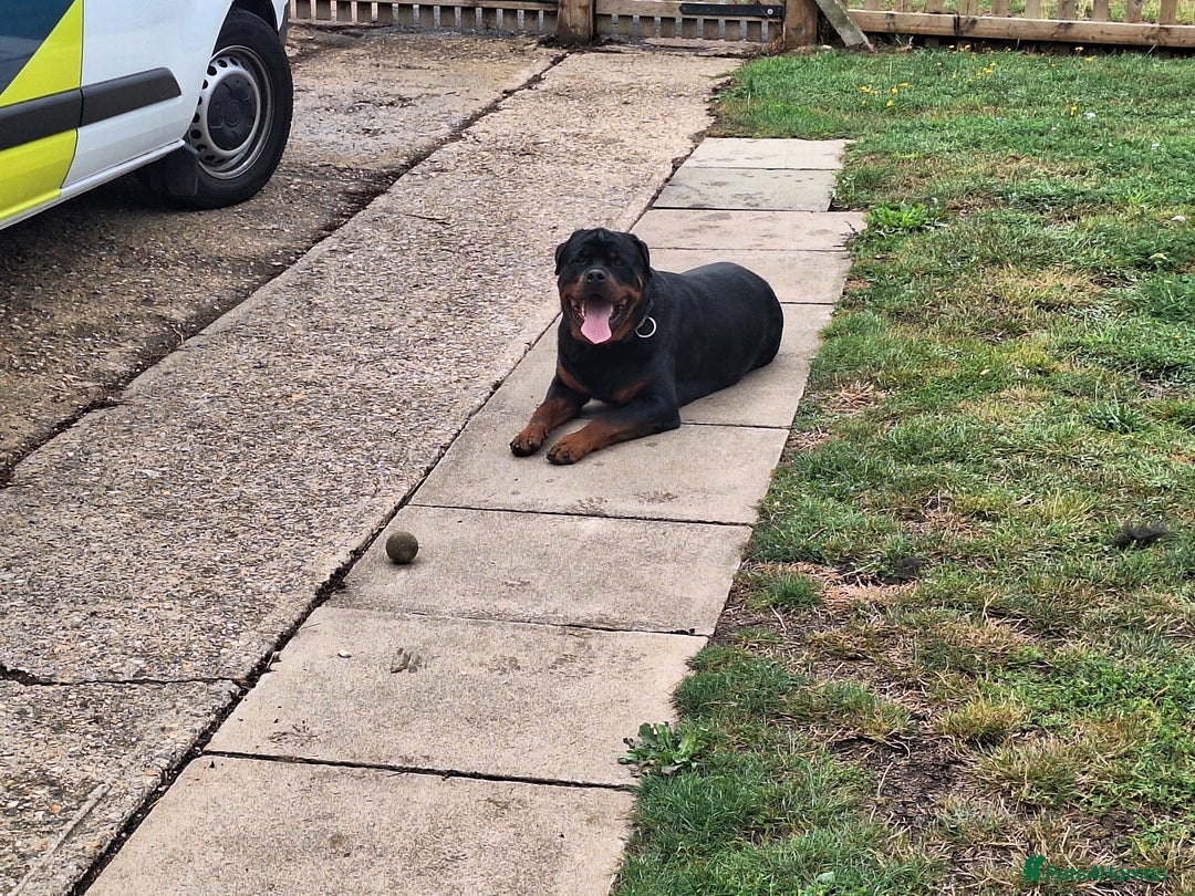 Rottweiler dogs for sale: Kc rottweiler puppies  - Image 21