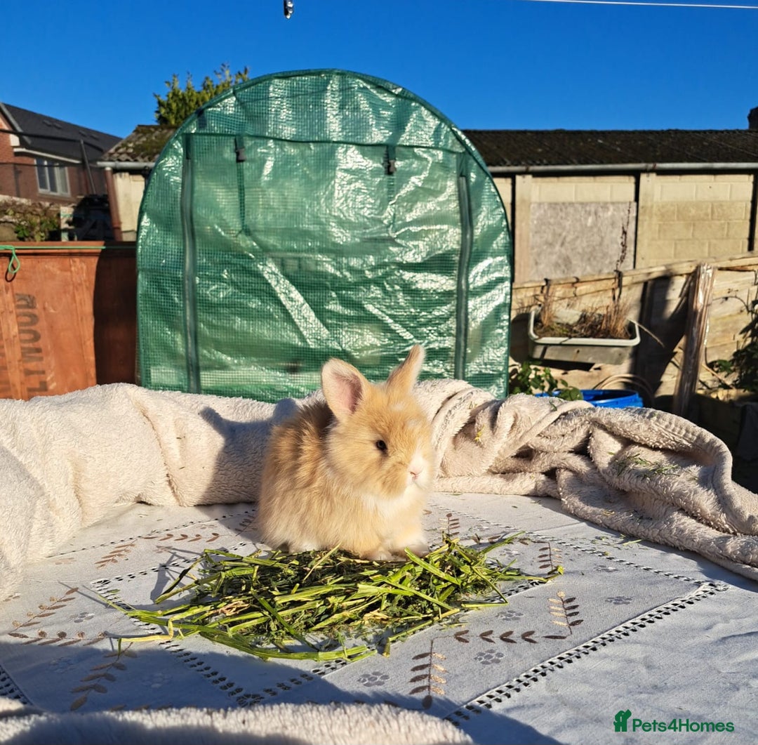 Angora rabbits for sale: Gorgeous Angora Rabbits, Pure Bred Full Faced. - Advert 17