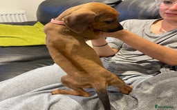 Rhodesian Ridgeback dogs for sale: Pedigree Ridgeback Puppies - READY FOR VIEWING in Scunthorpe - Image 12