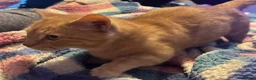 Mixed Breed cats for sale: 3 Gorgeous Kittens for sale in Anstruther - Advert 2