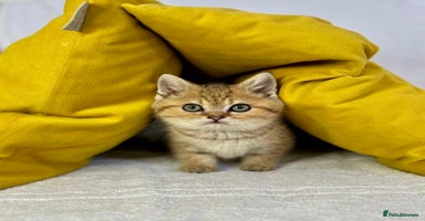British Shorthair cats - Advert 9