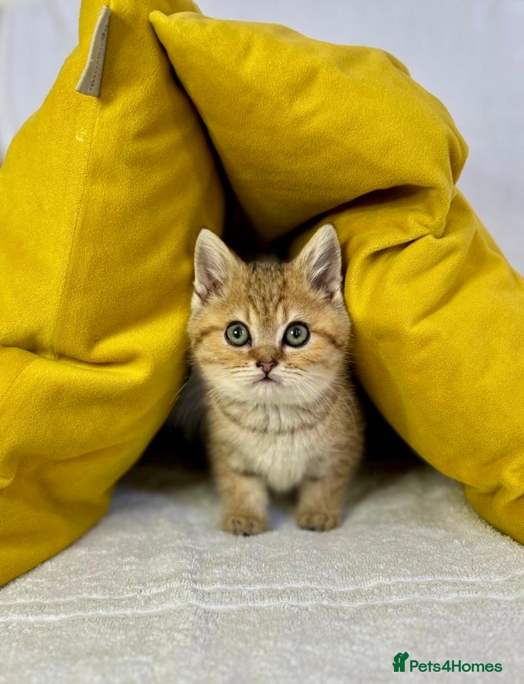 British Shorthair cats for sale: 🐾 Purebred BSH kittens🐾 - Image 2