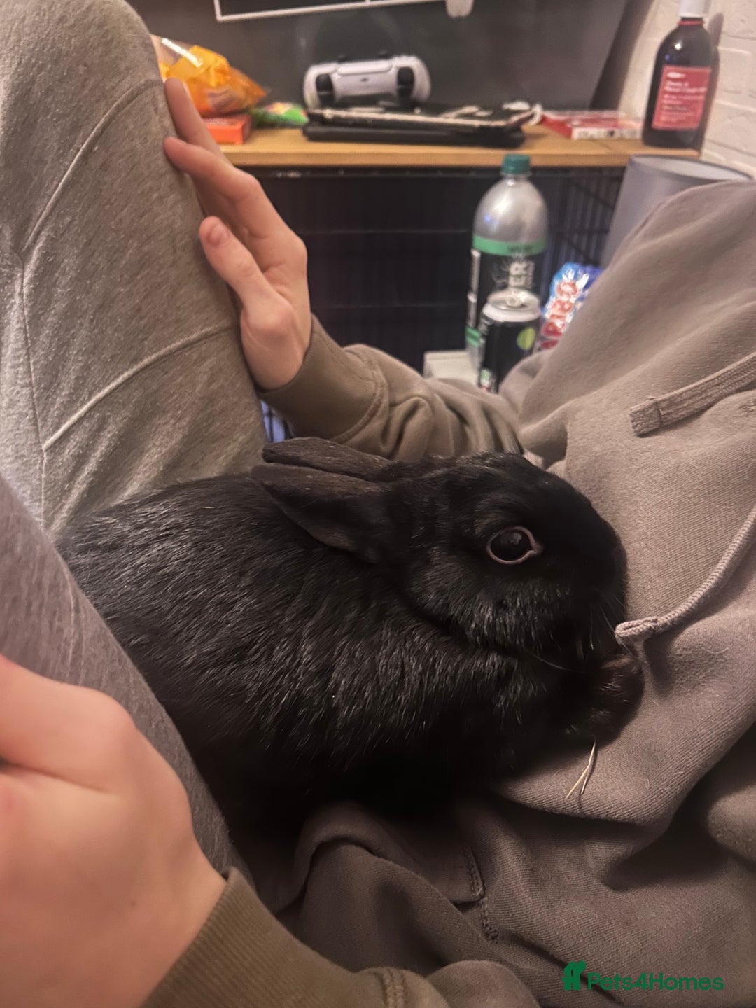 Mixed Breed rabbits for sale: 2 Very Freindly And Loving Rabbits - Advert 8