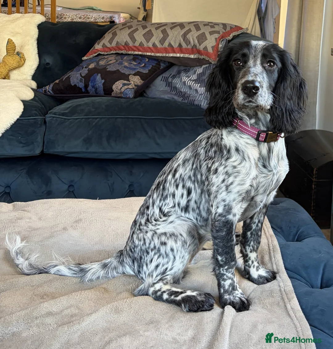 Cocker Spaniel dogs for sale: Beautiful Blue Roan Cocker Spaniel (working line) - Advert 1