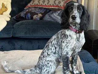 Cocker Spaniel dogs Beautiful Blue Roan Cocker Spaniel (working line) - Advert 1