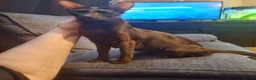 Oriental cats for sale: Chocolate Havana Brown Oriental Female - Advert 3