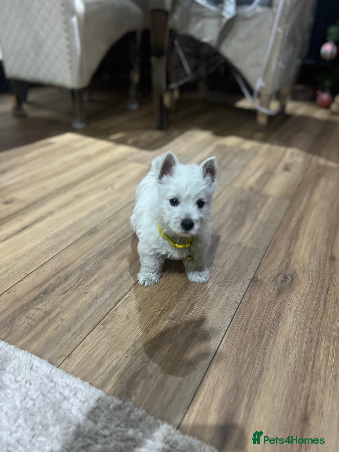 West Highland Terrier dogs for sale: Kc registered west highland white puppies.  - Advert 6
