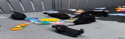 Standard Poodle dogs for sale: STANDARD POODLE PUPPIES FULLY TESTED PARENTS  - Advert 15