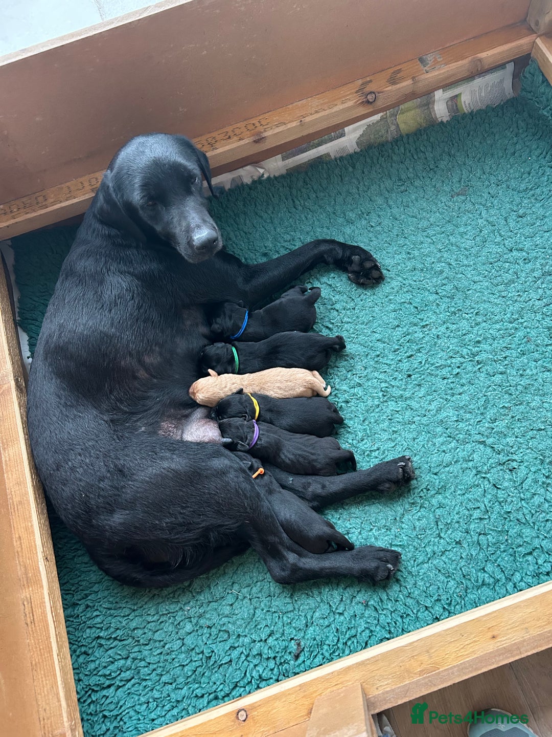 Labrador Retriever dogs for sale: Beautiful KC registered Labrador Pups - Image 11