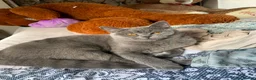 British Shorthair cats for sale: Gorgeous British Shorthairs  - Advert 1