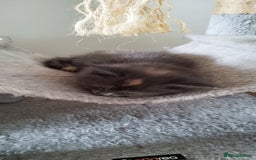 Maine Coon cats for sale: Tica pedigree kittens -ready for reservation  - Image 17