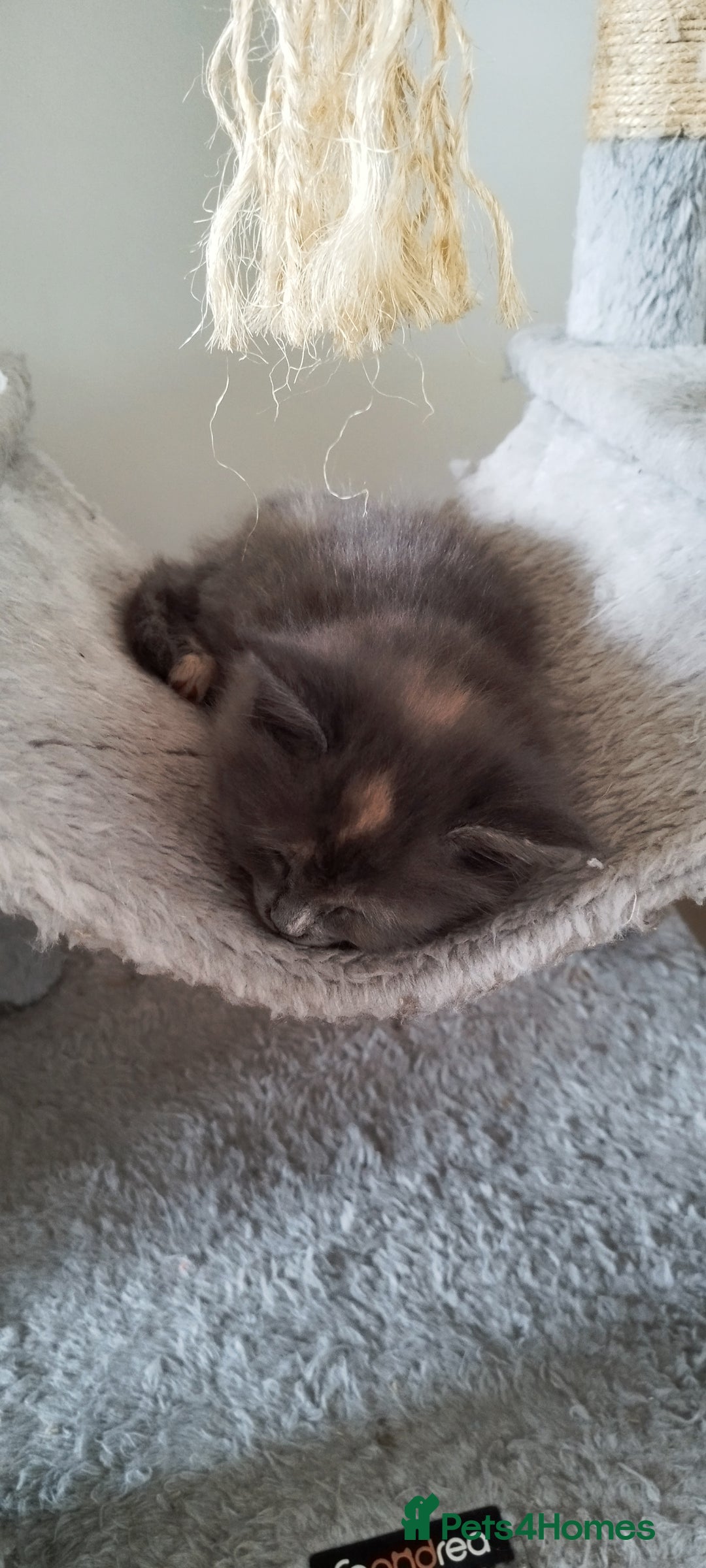 Maine Coon cats for sale: Tica pedigree kittens -ready for reservation  - Image 17