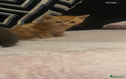 Domestic Shorthair cats for sale: 3 kittens looking for there forever homes 💗 - Image 5