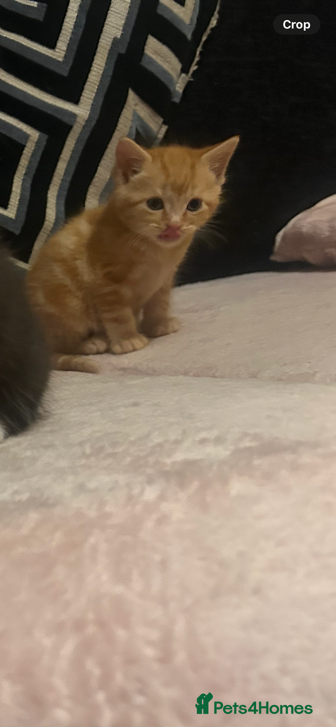 Domestic Shorthair cats for sale: 3 kittens looking for there forever homes 💗 - Image 5