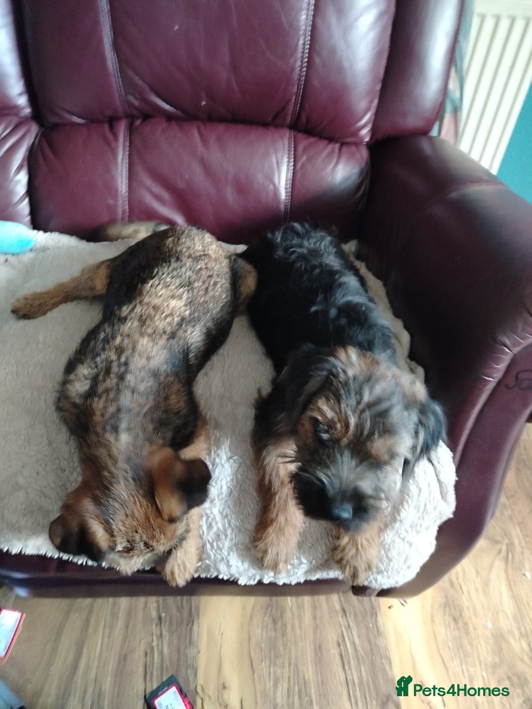 Border Terrier dogs for sale: Border Terrier girls available  - Image 6