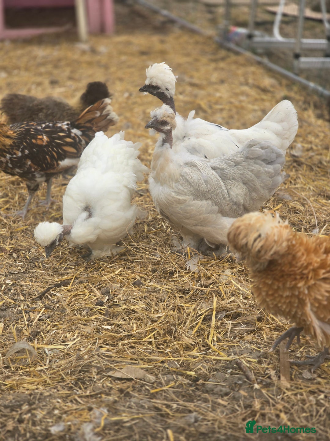 Chickens poultry for sale: Naked Neck Hens - Image 8