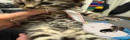 Bengal cats for sale: Rare Pedigree Zorro masked charcoal Bengal Kittens in Orpington - Advert 31
