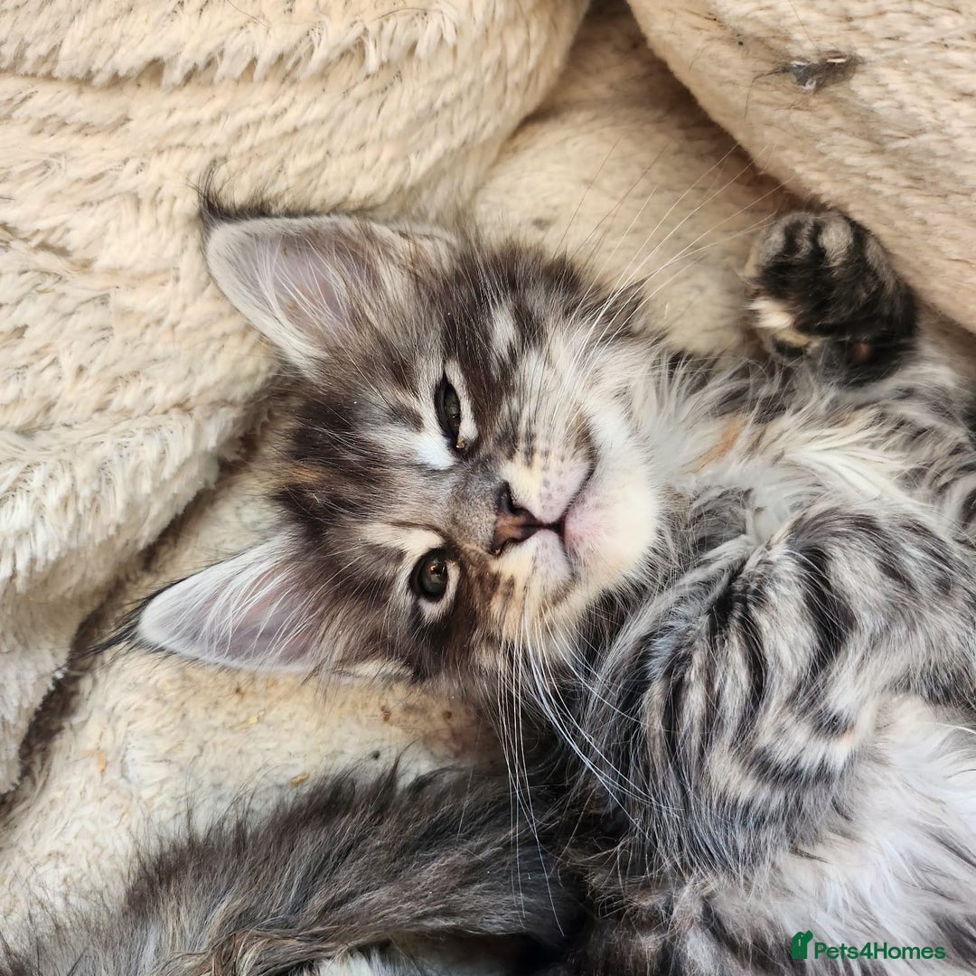 Maine Coon cats for sale: Maine coon purebred pedigre xl active in Barnsley - Image 24