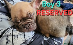 French Bulldog dogs for sale: STUNNING   !French Bulldog Litter!  - Image 7