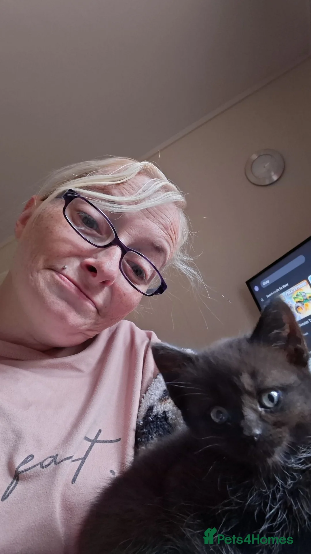 Mixed Breed cats for sale: Female kittens in Wolverhampton - Advert 2