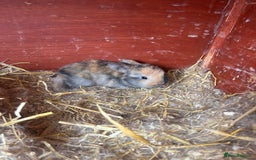 English Lop rabbits for sale: Beautiful bunnies in Pontefract - Image 25