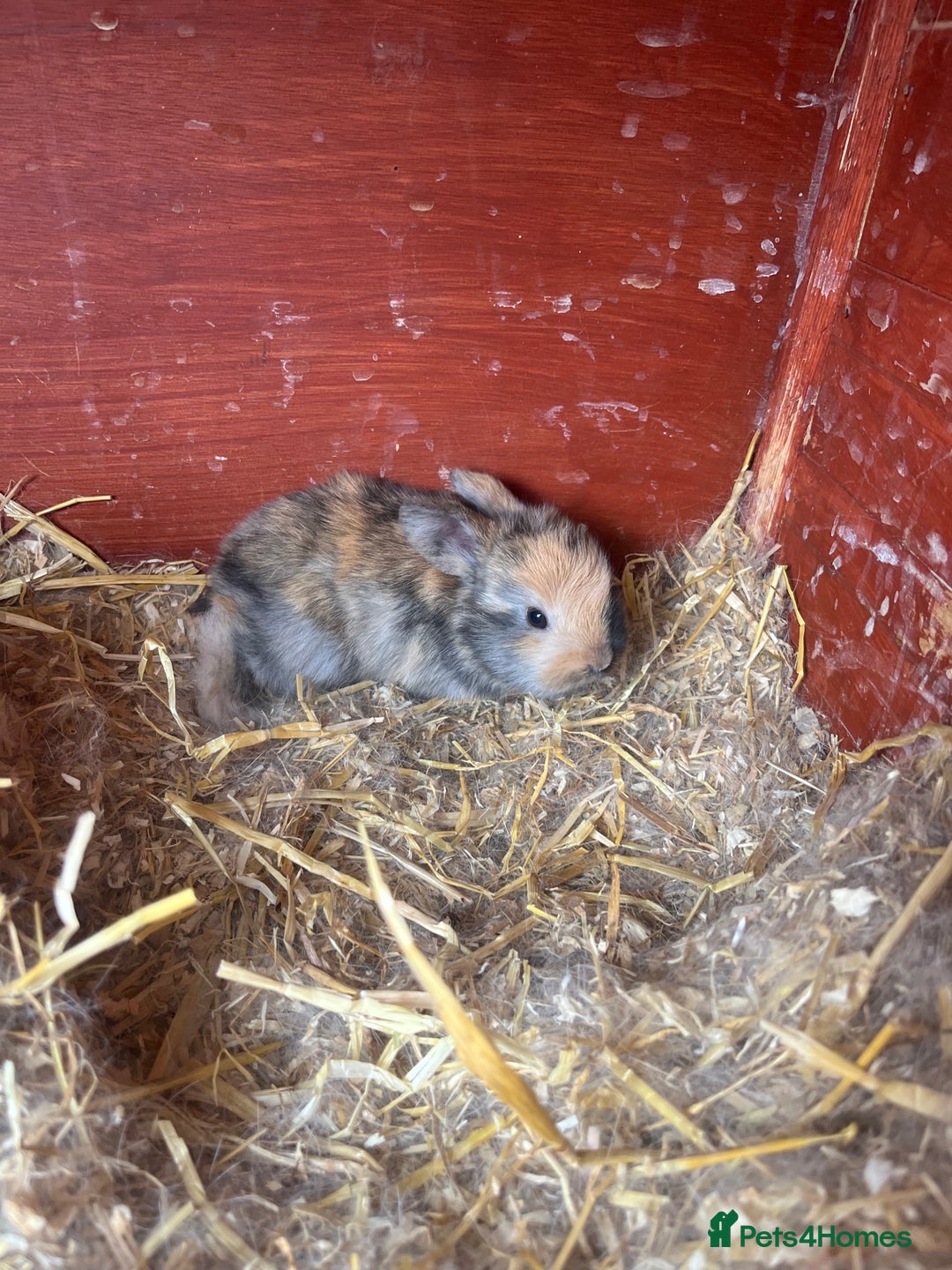 English Lop rabbits for sale: Beautiful bunnies in Pontefract - Image 25