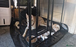 Siberian Husky dogs for sale: Siberian husky puppies  - Image 6