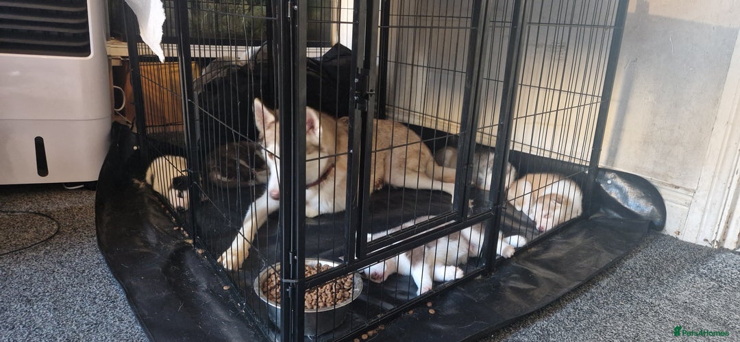 Siberian Husky dogs for sale: Siberian husky puppies  - Image 6