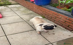 Pug dogs for sale: Pug dog for sale - Image 11