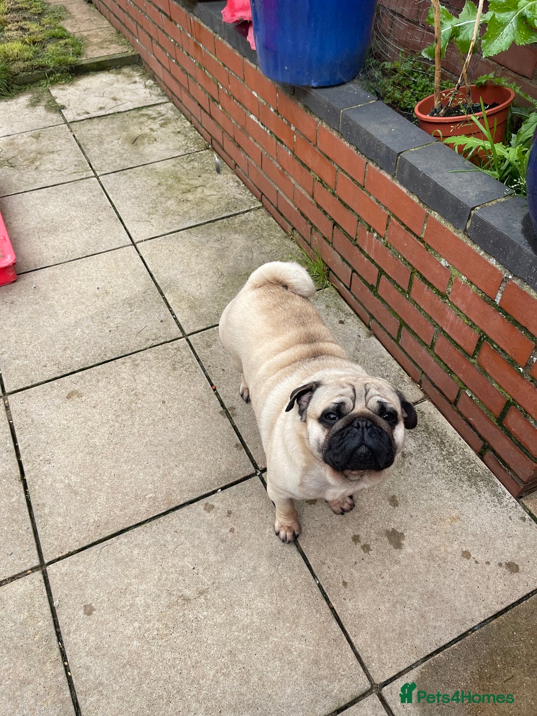 Pug dogs for sale: Pug dog for sale - Image 11
