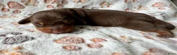 Miniature Dachshund dogs for sale: 🐾 Gorgeous Miniature Dachshund Puppies 🐾 - Advert 11