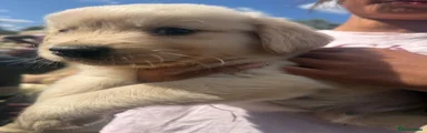 Golden Retriever 3